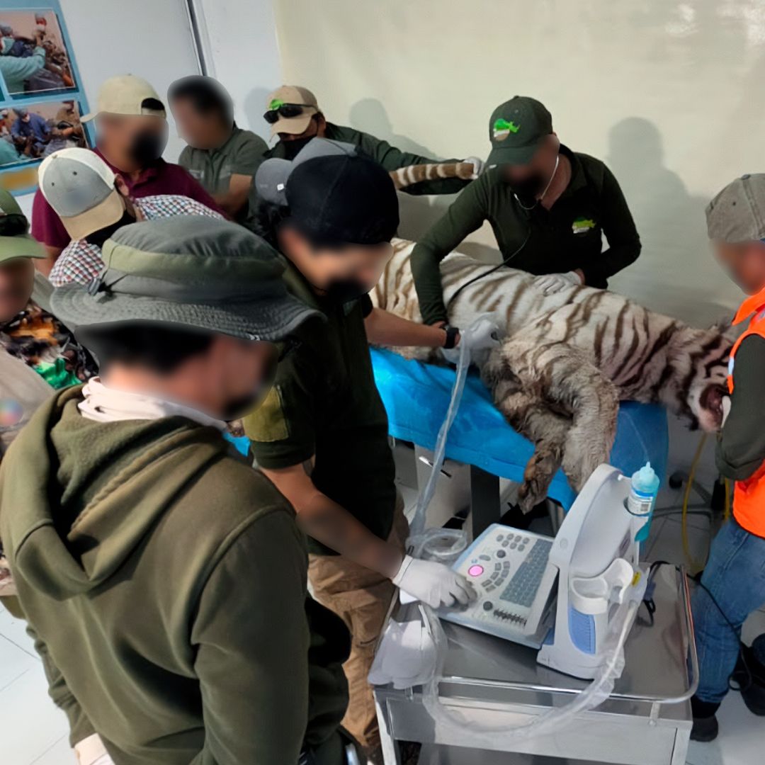 Revelan causa de muerte de tigre Kenzo